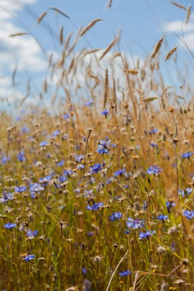 Gelbe Ähren Und Blaue Kornblumen Hintergrund — Stockfoto