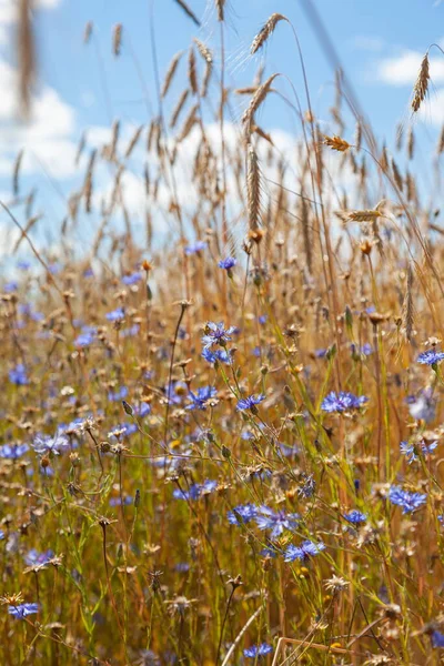 Orelhas Amarelas Azul Cornflowers Fundo — Fotografia de Stock