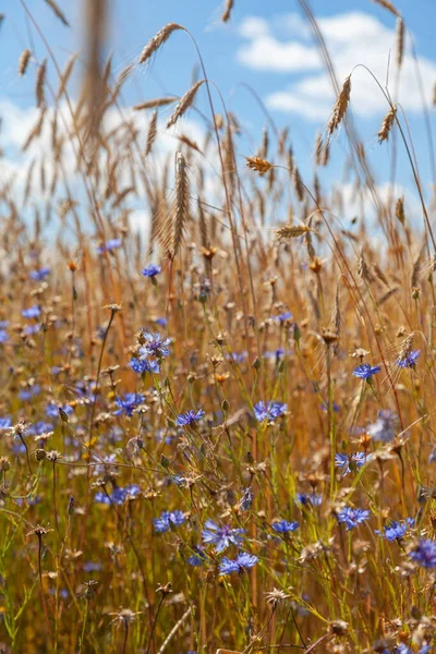 Gras und Halme gegen den Himmel — Stockfoto