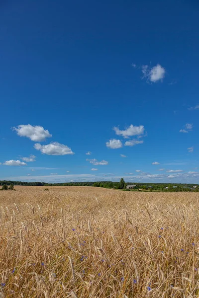 Feld mit reifen Getreidestielen — Stockfoto