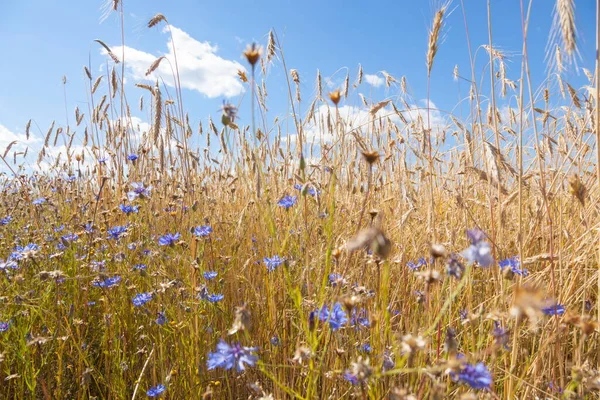 Gras und Halme gegen den Himmel — Stockfoto