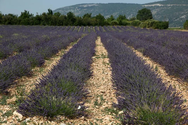 Levandulové Pole Krajině Franch Provence — Stock fotografie