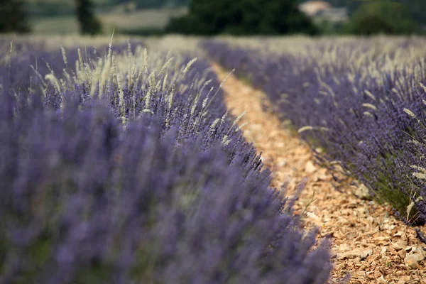 Levandulové Pole Krajině Franch Provence — Stock fotografie