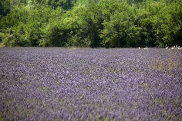 Franch Provence景观中的薰衣草场 — 图库照片