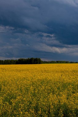 Sarı çiçek tarlasında fırtına bulutları