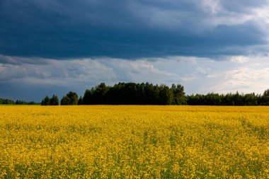 Sarı çiçek tarlasında fırtına bulutları