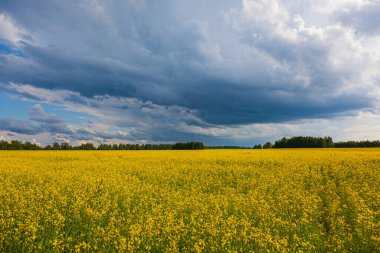 Sarı çiçek tarlasında fırtına bulutları