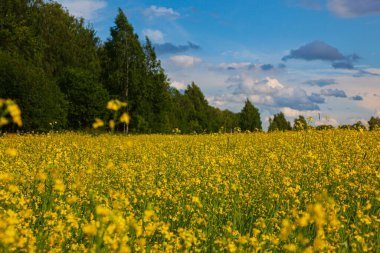 Sarı çiçek tarlasında fırtına bulutları
