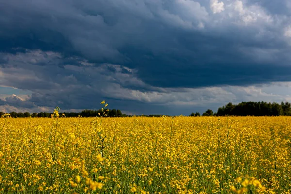 Nuvole Tempesta Sul Campo Giallo Fiori Paesaggio — Foto Stock