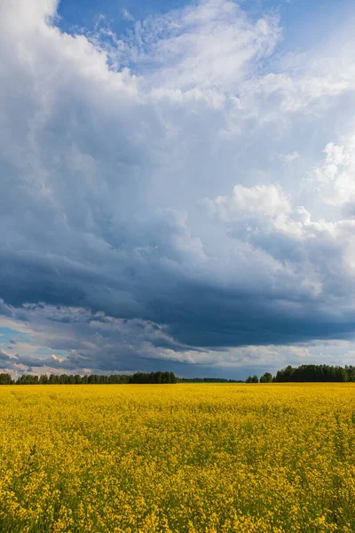 Nuvole Tempesta Sul Campo Giallo Fiori Paesaggio — Foto Stock