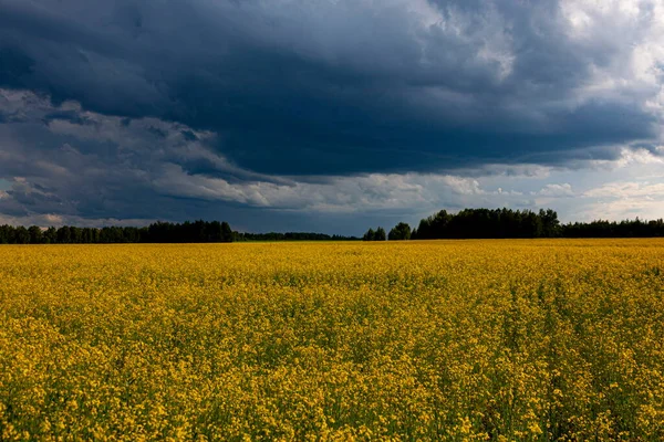 Nuvole Tempesta Sul Campo Giallo Fiori Paesaggio — Foto Stock