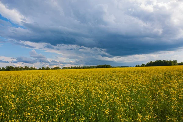 Nubes Tormenta Sobre Campo Amarillo Flores Paisaje —  Fotos de Stock