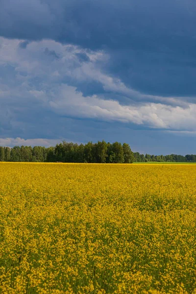 Nuvole Tempesta Sul Campo Giallo Fiori Paesaggio — Foto Stock