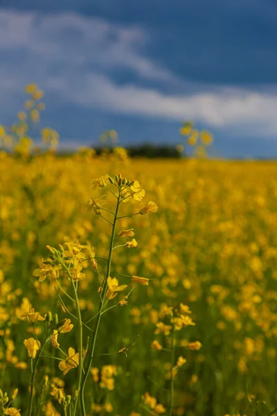 Nuvole Tempesta Sul Campo Giallo Fiori Paesaggio — Foto Stock