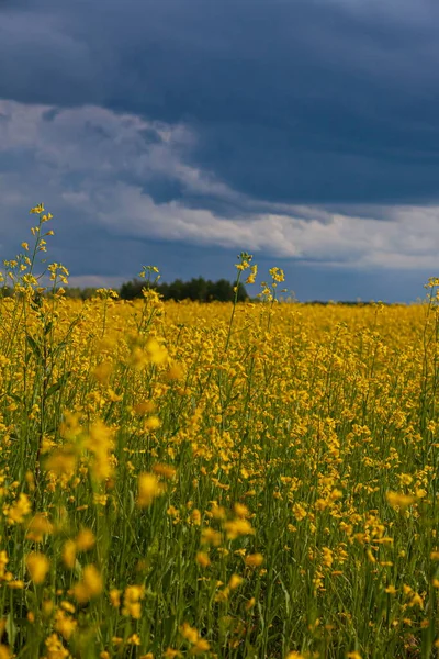 Nubes Tormenta Sobre Campo Amarillo Flores Paisaje —  Fotos de Stock