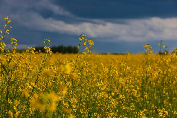 Storm Moln Över Det Gula Fältet Blommor Landskap — Stockfoto