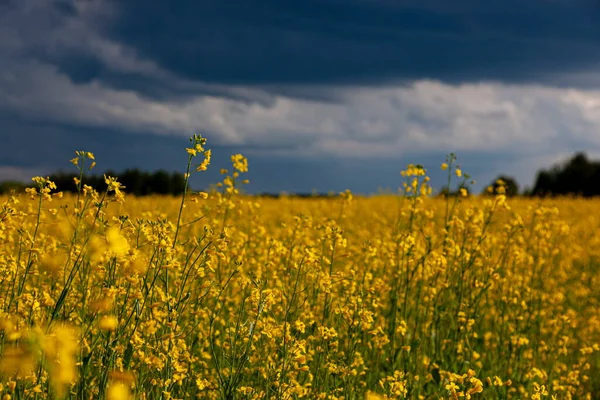 Storm clouds over the yellow field of flowers landscape