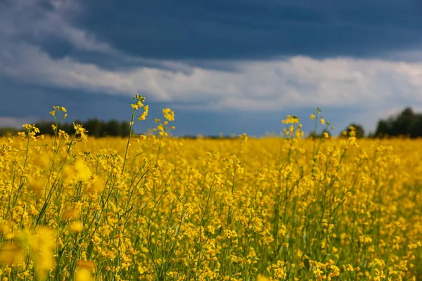 Nuvole Tempesta Sul Campo Giallo Fiori Paesaggio — Foto Stock