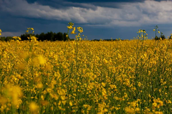 Storm Moln Över Det Gula Fältet Blommor Landskap — Stockfoto