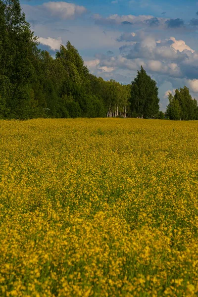 Gewitterwolken Über Der Gelben Blumenlandschaft — Stockfoto