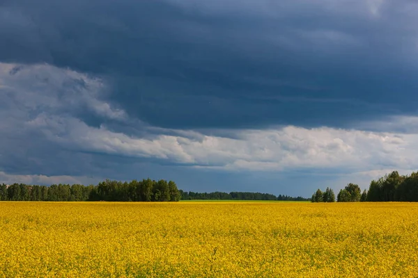 Nubes Tormenta Sobre Campo Amarillo Flores Paisaje —  Fotos de Stock