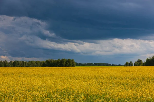 Nuvole Tempesta Sul Campo Giallo Fiori Paesaggio — Foto Stock