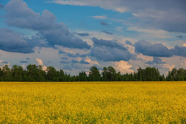 Storm Moln Över Det Gula Fältet Blommor Landskap — Stockfoto