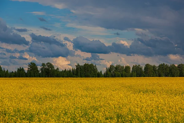 Storm Moln Över Det Gula Fältet Blommor Landskap — Stockfoto