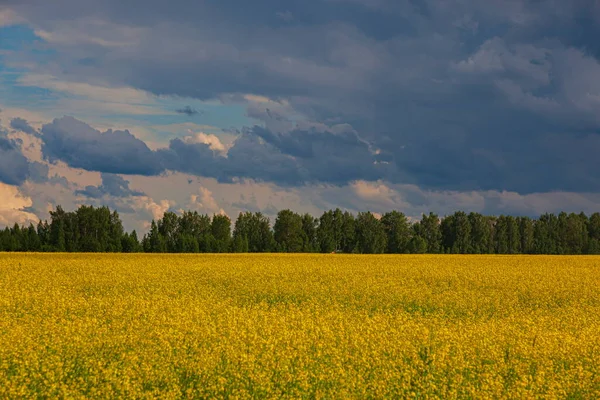 Nuvole Tempesta Sul Campo Giallo Fiori Paesaggio — Foto Stock