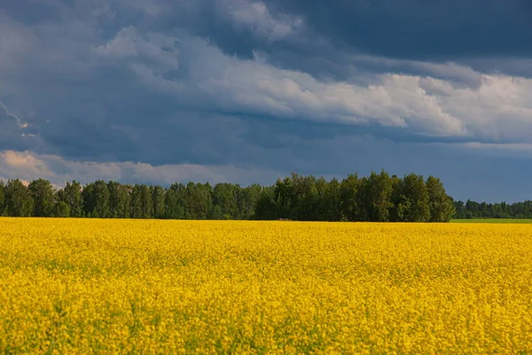 Nuvole Tempesta Sul Campo Giallo Fiori Paesaggio — Foto Stock