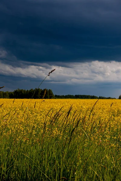 Storm Moln Över Det Gula Fältet Blommor Landskap — Stockfoto