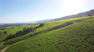 Lozan ve Cenevre, İsviçre - Uhd arasında bağ alanlarının 4 k hava görüntüleri