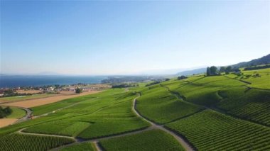 Lozan ve Cenevre, İsviçre - Uhd arasında bağ alanlarının 4 k hava görüntüleri