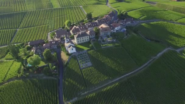 Ongesorteerde Luchtfoto Beelden Van Wijngaard Velden Tussen Lausanne Genève Zwitserland — Stockvideo