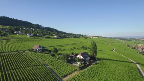 4K images aériennes non classées des champs viticoles entre Lausanne et Genève en Suisse -UHD 