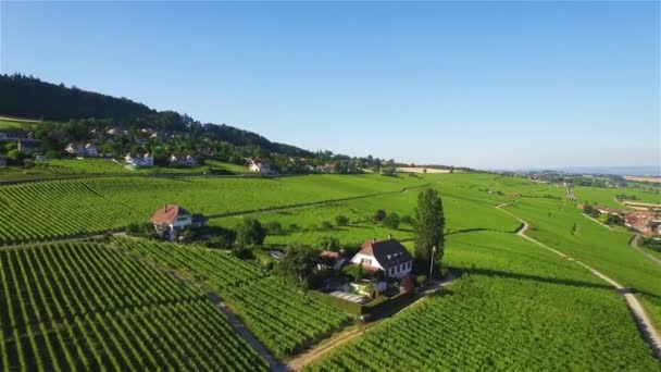 4K Images aériennes des champs viticoles entre Lausanne et Genève en Suisse -UHD 