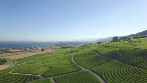 Unbearbeitete Luftaufnahmen Von Weinfeldern Zwischen Lausanne Und Genf Der Schweiz — Stockvideo