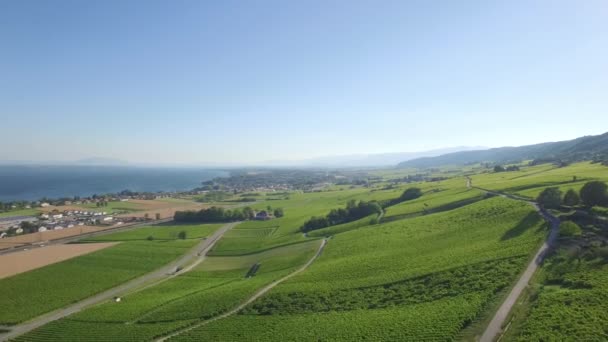 Imagens Aéreas Não Graduadas Dos Campos Vineyard Entre Lausanne Genebra — Vídeo de Stock