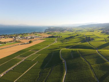 Aerial of Vineyard fields between Lausanne and Geneva in Switzerland clipart