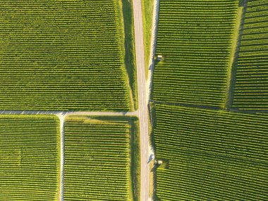 Lozan ve İsviçre Cenevre'de arasında bağ alanlarının hava