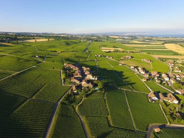 Aerial Vineyard Fields Lausanne Geneva Switzerland — Stock Photo, Image