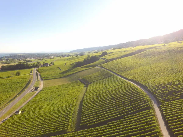 Aerial Vineyard Fields Lausanne Geneva Switzerland — Stock Photo, Image