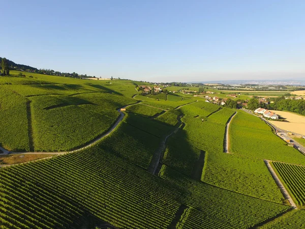 Aerial Vineyard Fields Lausanne Geneva Switzerland — Stock Photo, Image