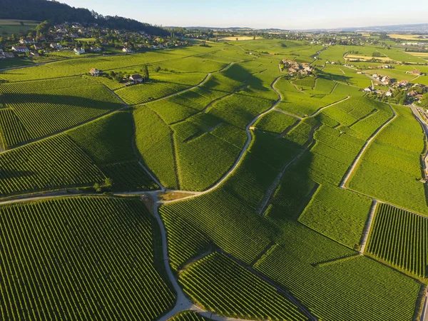 Aerial Vineyard Fields Lausanne Geneva Switzerland — Stock Photo, Image