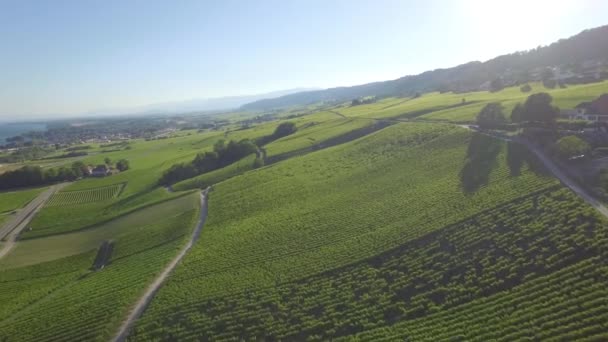 评分在瑞士洛桑和日内瓦之间的葡萄园场空中录像 Uhd — 图库视频影像