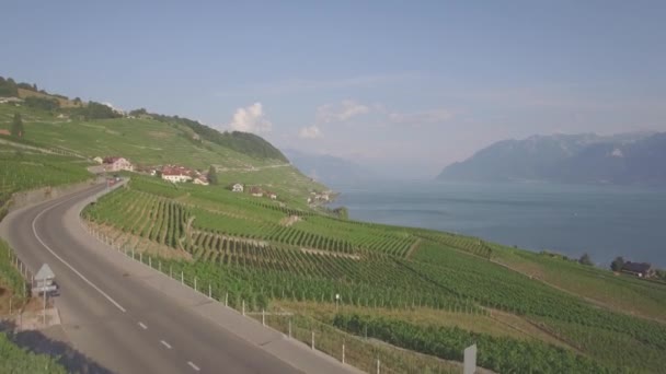 Osorterade Aerial Film Vingården Fält Terrasses Lavaux Nära Lausanne Schweiz — Stockvideo