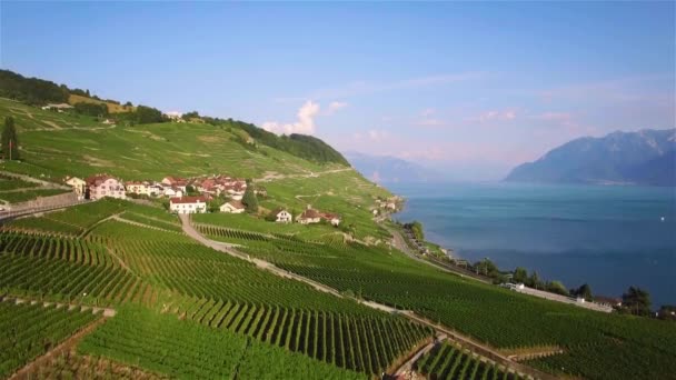 Imágenes Aéreas Campos Viñedos Terrasses Lavaux Cerca Lausana Suiza Uhd — Vídeo de stock