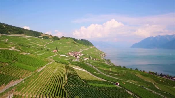 4K Images Aériennes des Champs de Vignoble en Terrasses de Lavaux près de Lausanne en Suisse - UHD 