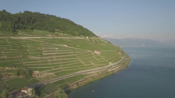 Unbearbeitete Luftaufnahmen Von Weinfeldern Terrasses Lavaux Bei Lausanne Der Schweiz — Stockvideo