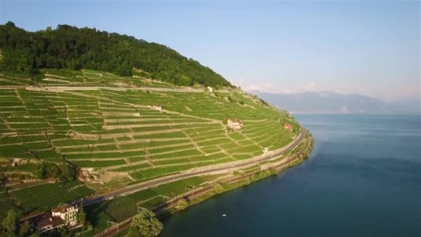 Εναέρια Πλάνα Του Αμπελώνα Πεδία Terrasses Lavaux Κοντά Στη Λωζάνη — Αρχείο Βίντεο